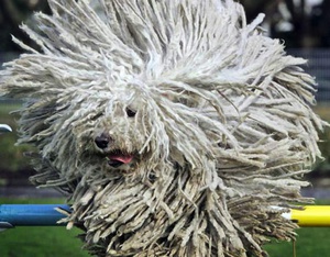 מעיל לכלב קומונדור צמר כלבים מסוג קומונדור מתאים לסריגת בגדים חמים.