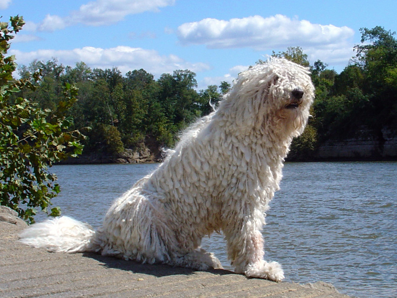 הקומונדור או הרועה ההונגרי הוא גזע עתיק יומין בן כ-1,000 שנה. קומונדור או רועה הונגרי - תמונה של כלב.