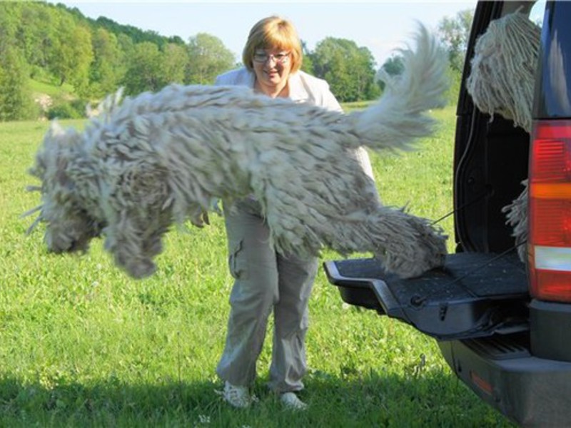 לקומונדור, ככלב, אין ריח, הוא אמור להריח כמו הסביבה סביבו. הקומונדור הוא כלב יפהפה ואינטליגנטי מאוד.