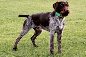 פוינטר גרמני קווי שיער: תיאור גזע, טיפול ותמונות