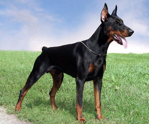 תיאור גזע הכלבים דוברמן מהו אופיים של כלבי דוברמן?