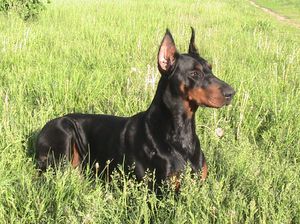 גידול דוברמן כלבי דוברמן יפים