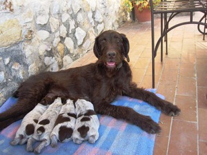 פוינטר גרמני חוטי שיער וגורים - תמונה יפה של הכלב.