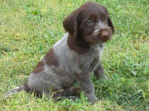 גורי דרהטאר - תמונות של חיות מצחיקות גור דרהטאר - איך הוא אמור להיראות (חיצוני)?