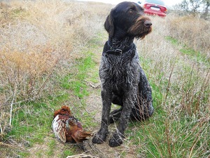 ציד של פוינטר גרמני בעל שיער חוטי – תמונה עם פסיון הכלב הגרמני בעל שיער קווי שיער הוא צייד אמיתי בעת ציד.