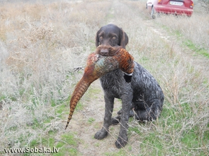 גזע כלב ציד - דרהטהארט גזע הציד, הדרהארט, הוא עוזר מצוין.