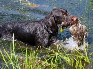 פוינטר גרמני (Drahthaart) במים פוינטר גרמני בעל שיער קווי - איזה סוג כלבים הם?