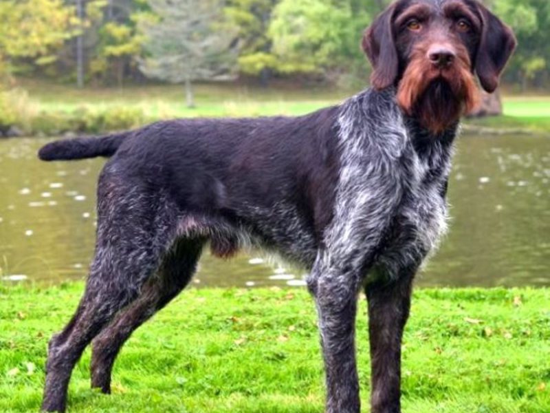 לדרהטאר יש מבנה חיצוני מולד מצוין דרהטארים הם ציידים מצוינים.