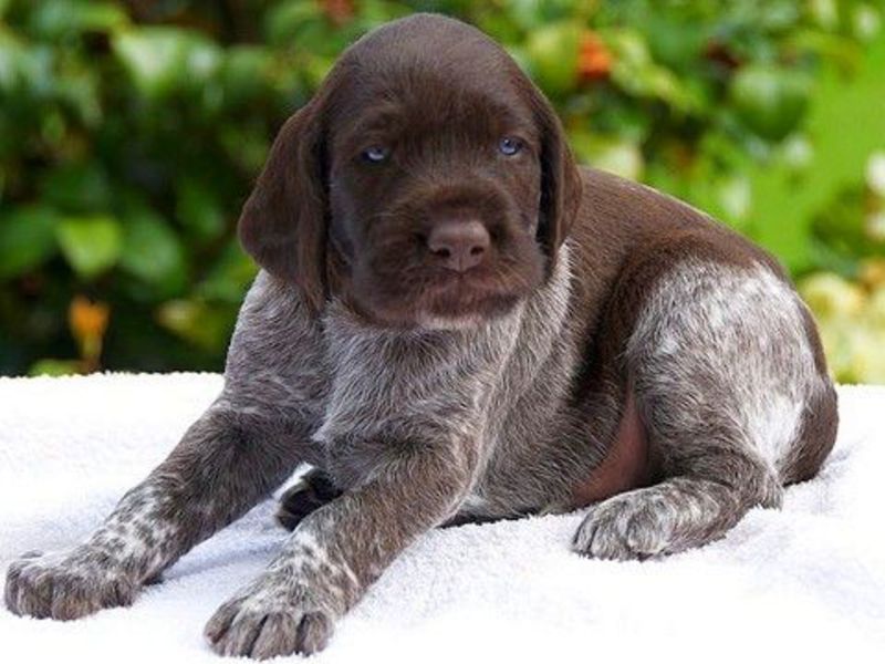 התמונה מציגה גור דרהטאר דרהטארים שובבים מאוד כשהם צעירים.