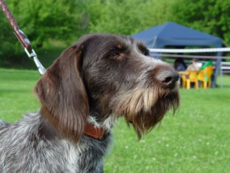 פוינטר גרמני חוטי שיער - דרהטהאר פוינטר גרמני חוטי שיער - איך נראה הכלב?