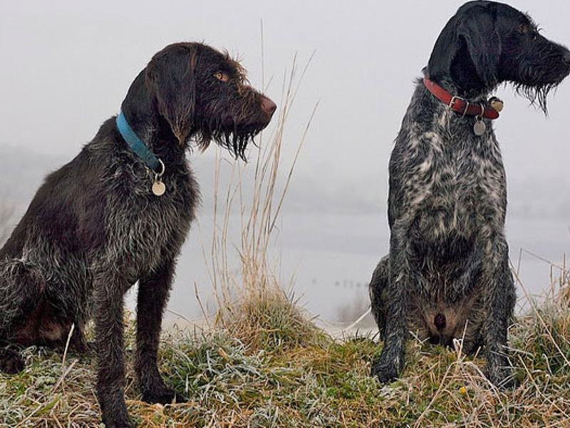 תמונות של כלב פוינטר גרמני חוטי שיער הכלב הגרמני בעל שיער קוויל הוא צייד אמיתי.