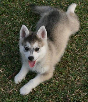 אלסקה קלי קאי: תיאור גזע, תמונות ומחיר