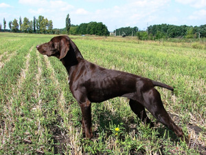 פוינטר קצר שיער גרמני: תמונה, תיאור ורבייה