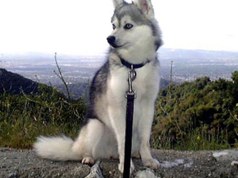 אלסקן קליי קאי מיני האסקי מחיר של גור אלסקן קליי קאי