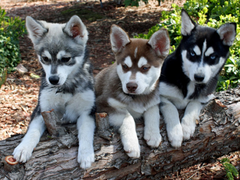 גזע הכלבים אלסקה קלי קאי מחיר של אלסקה קליי קאי