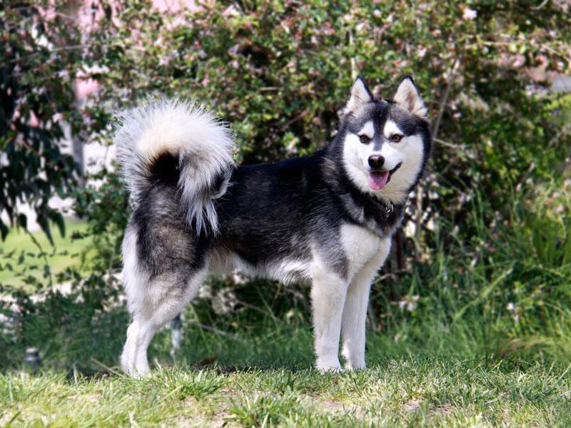 תוכן הקליק איך לטפח כראוי כלב קליי קאי