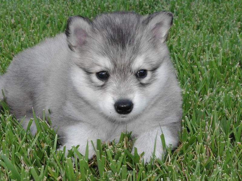 צבע גור של קליי קאי איך מתנהג כלב קלי קאי?