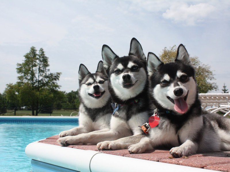 מראהו של סמור מיניאטורי צביעת סמור מיני