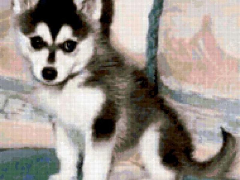 אישיות הכלב של קליי קאי מחיר של גור אלסקן קליי קאי