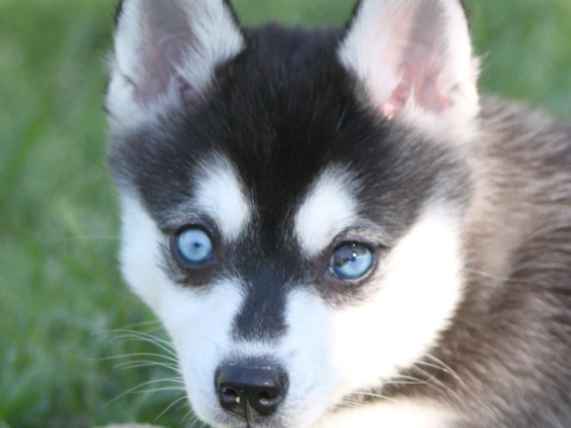 הופעתו של קליי קאי מאפייני גזע