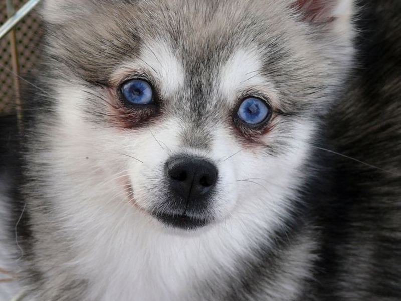 תיאור הגזע מחיר של אלסקה קליי קאי