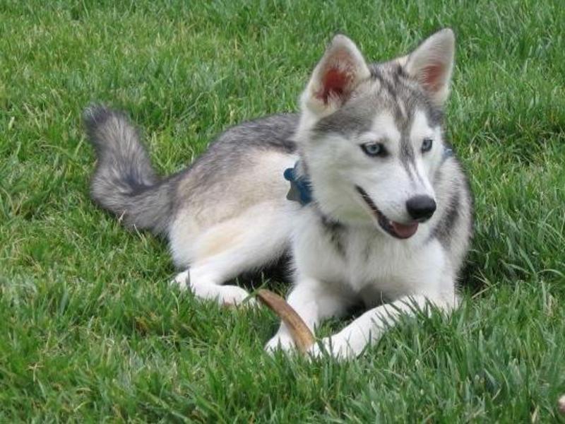 איך לטפל בגזע קליי קאי תוכן גזע