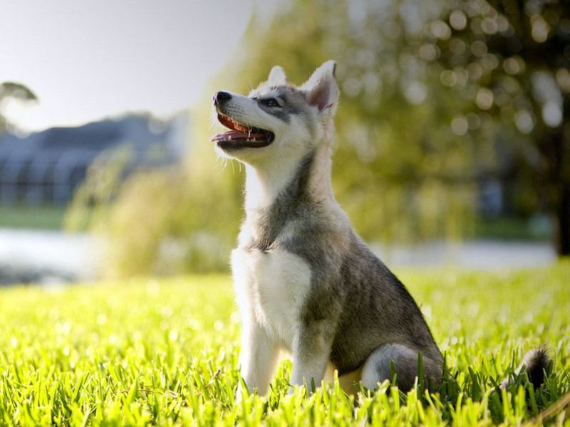 מאפייני גזע קליי קאי אישיות הכלב של קליי קאי