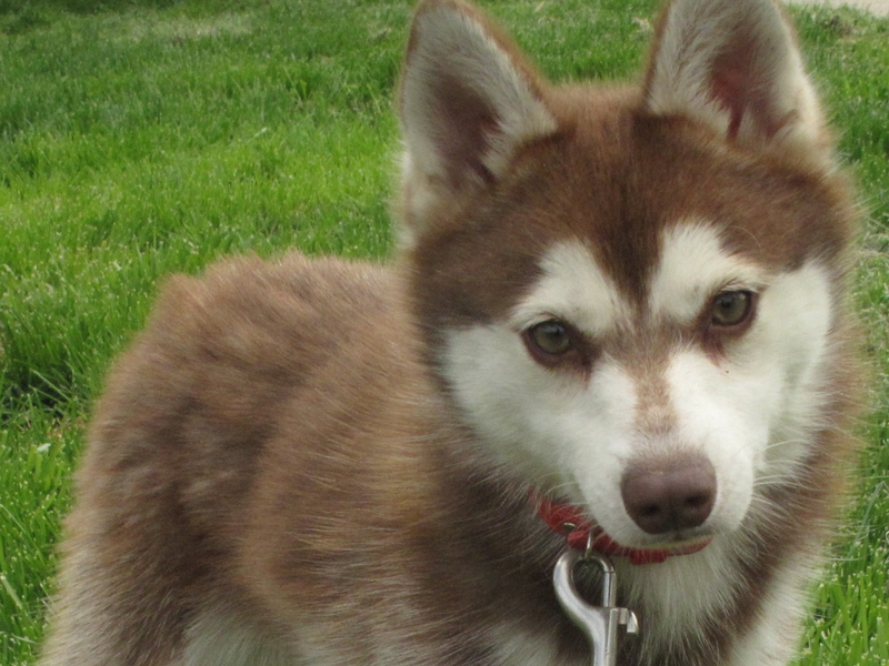 צבע וסוג הפרווה של קלי קאי איך להאכיל את כלבי קליי קאי