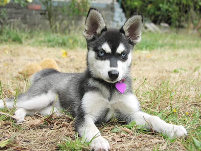 הם נקיים מאוד ורק לעתים רחוקות מתלכלכים. מה אוהבים כלבי קלי קאי?