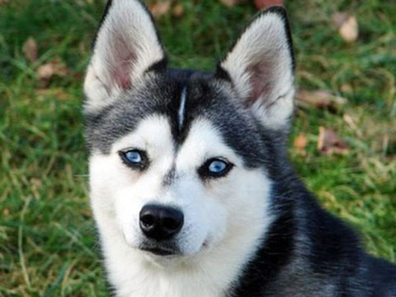 מחיר של אלסקה קליי קאי מחיר של אלסקה קליי קאי