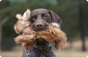 הקורזהאר הוא צייד מצוין. קורזהאר - מאפייני גזע כלבי ציד.
