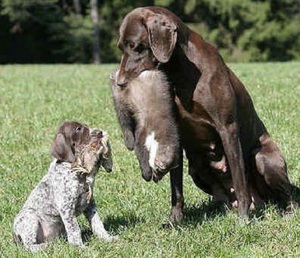 תמונה של קורזהאר - צייד וטרפו