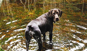 הכלב הגרמני קצר השיער מגיב היטב למים. הכלב הגרמני קצר השיער אוהב מים ונהנה לשחות.