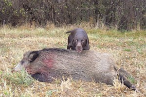 פוינטר גרמני ליד חזיר בר פוינטר גרמני וחזיר בר - תמונה במהלך ציד.