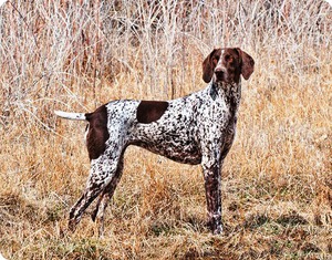 גזעי כלבי ציד הם בעלי חיים פעילים וניידים מאוד.