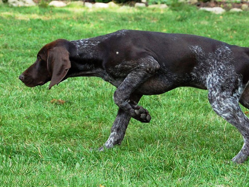 מעקב קורזהאר הקורזהאר עוקב אחר הריח - כמעט בלתי אפשרי להסיח את דעתו של הכלב.