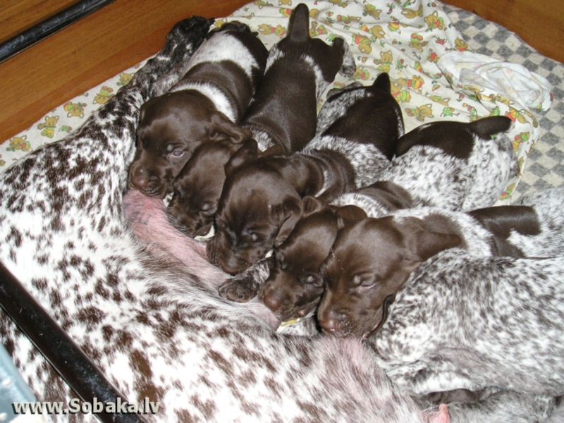 גור קורזהאר מוצג בתמונה. גור קורזהאר הוא גור פעיל ו...