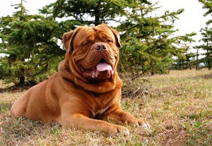 דוג דה בורדו: תיאור גזע, טיפול ותמונות