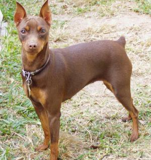 פינשר מיניאטורי: תמונה, תיאור גזע, מחיר