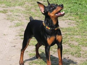 מזג של כלבי פינצ'ר מיניאטוריים