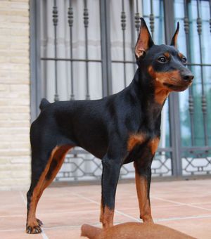 כלבי פינצ'ר מיניאטוריים