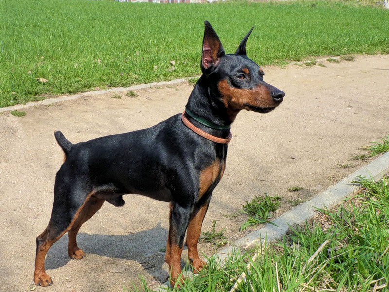 פינשר מיניאטורי