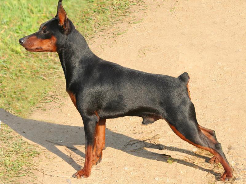 איך נראה פינשר מיניאטורי?