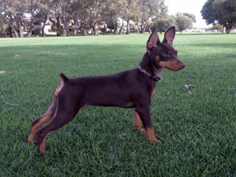 תיאור גזע הפינצ'ר המיניאטורי