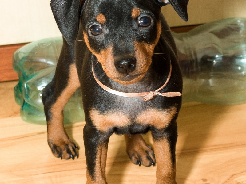 טיפול בגורי פינצ'ר