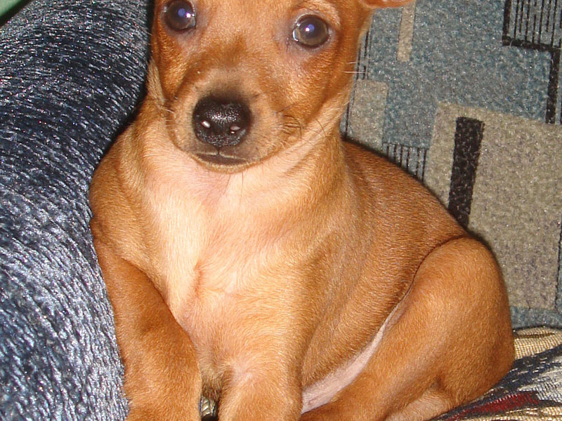 פינשר מיניאטורי