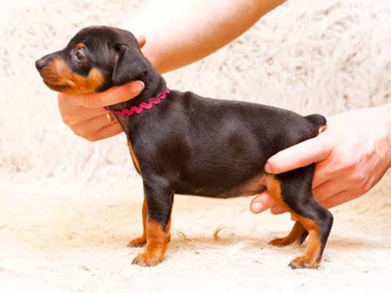 גורי פינצ'ר מיניאטורי