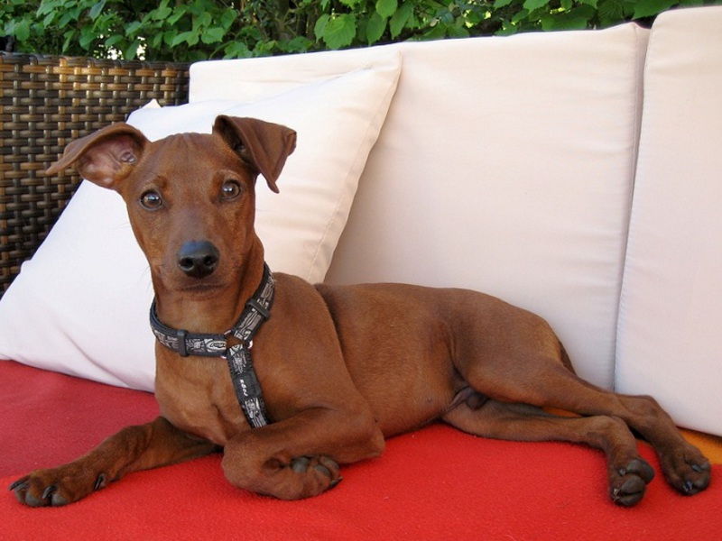 פינשר מיניאטורי