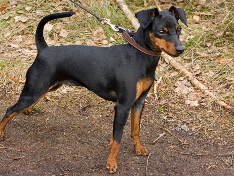 כלבי פינצ'ר מיניאטוריים