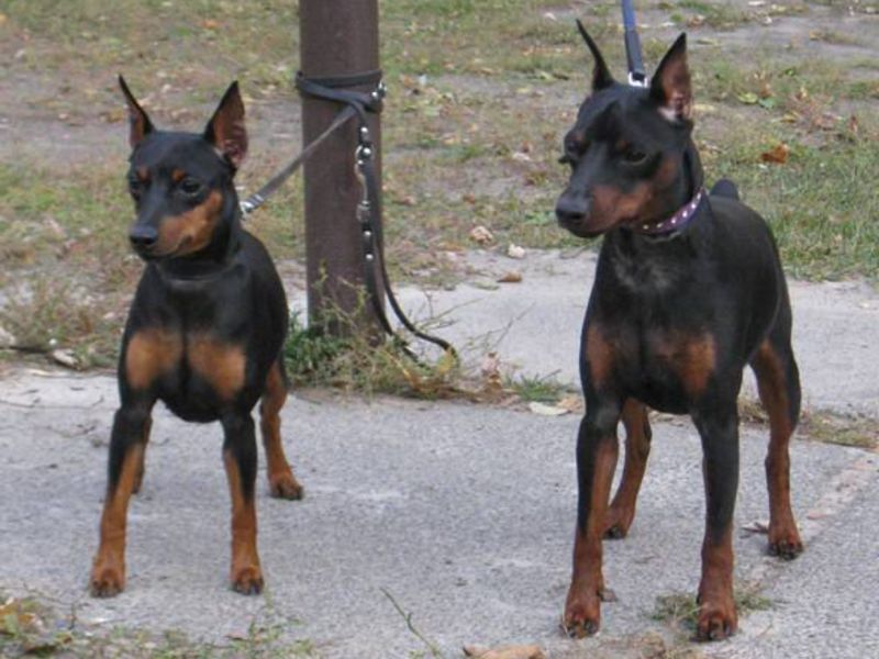 מאפייני גזע